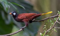 223 - MONTEZUMA OROPENDOLA - KEURLINCKX ELS - belgium